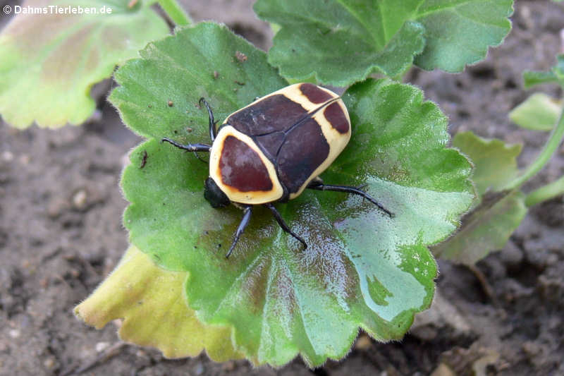 Rosenkäfer im Terrarium