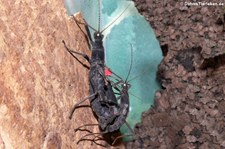 Peru-Stabschrecken (Peruphasma schultei) bei DahmsTierleben