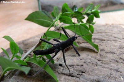 weibliche Peru-Stabschrecke (Peruphasma schultei)