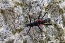 Peru-Stabschrecken (Peruphasma schultei) bei DahmsTierleben