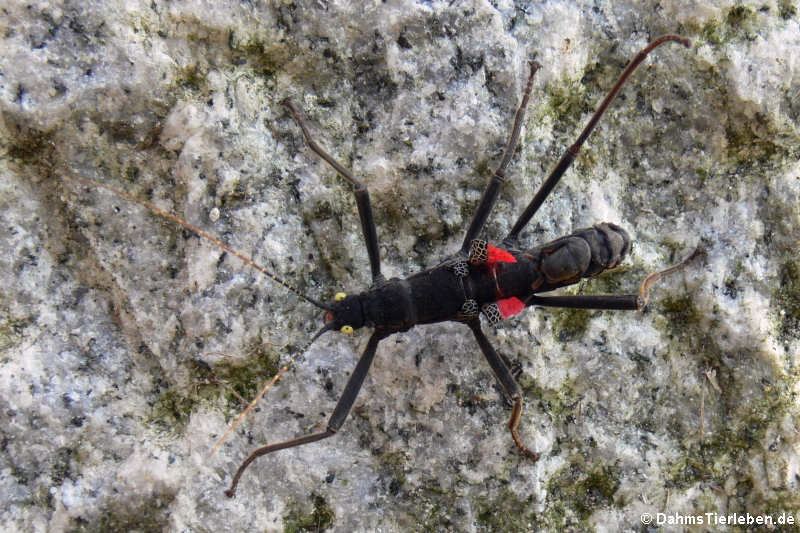 Peru-Stabschrecke (Peruphasma schultei)