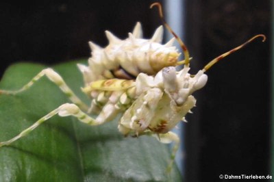 Westafrikanische Mantis (Pseudocreobotra ocellata) in DahmsTierleben