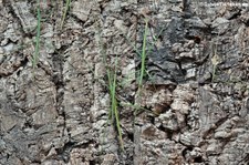 Grüne Stabschrecken (Ramulus artemis) bei DahmsTierleben