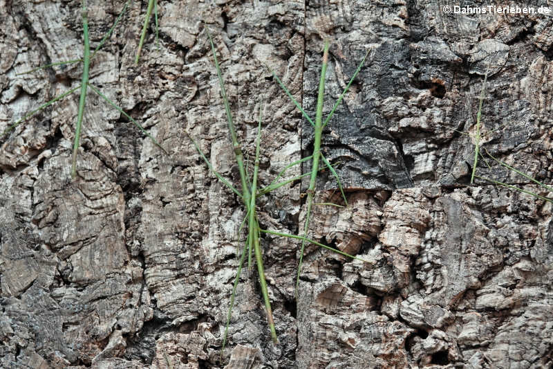 Grüne Stabschrecken an der Rückwand des Terrariums