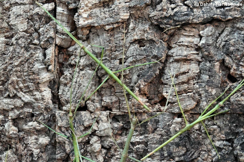 Grüne Stabschrecken an der Rückwand des Terrariums