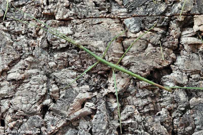 Grüne Stabschrecke an der Rückwand des Terrariums