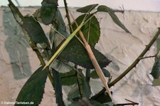 Rosa Geflügelte Stabschrecke (Sipyloidea sipylus) bei DahmsTierleben