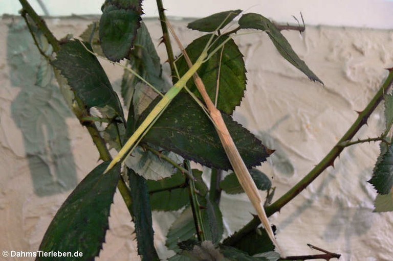 Sipyloidea chlorotica