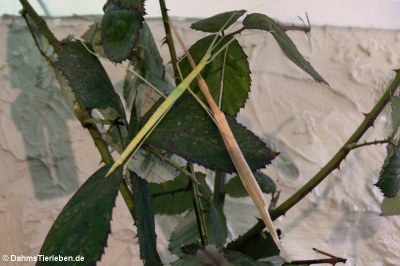 Geflügelte Stabschrecken (Sipyloidea sipylus)