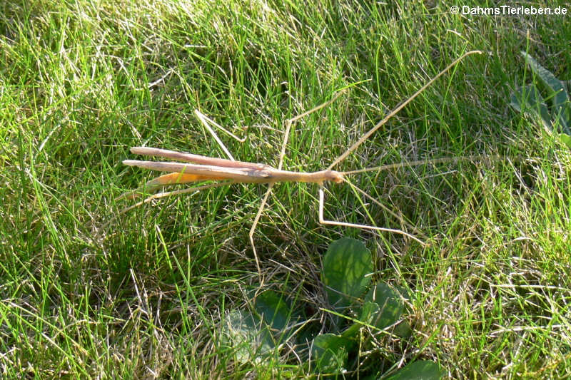 Geflügelte Stabschrecke (Sipyloidea sipylus)