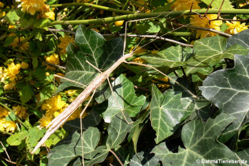 Geflügelte Stabschrecke (Sipyloidea sipylus)