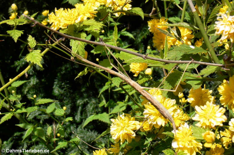 Geflügelte Stabschrecke (Sipyloidea sipylus)