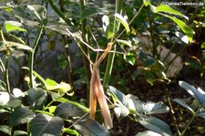 Rosa Geflügelte Stabschrecke (Sipyloidea sipylus) bei DahmsTierleben