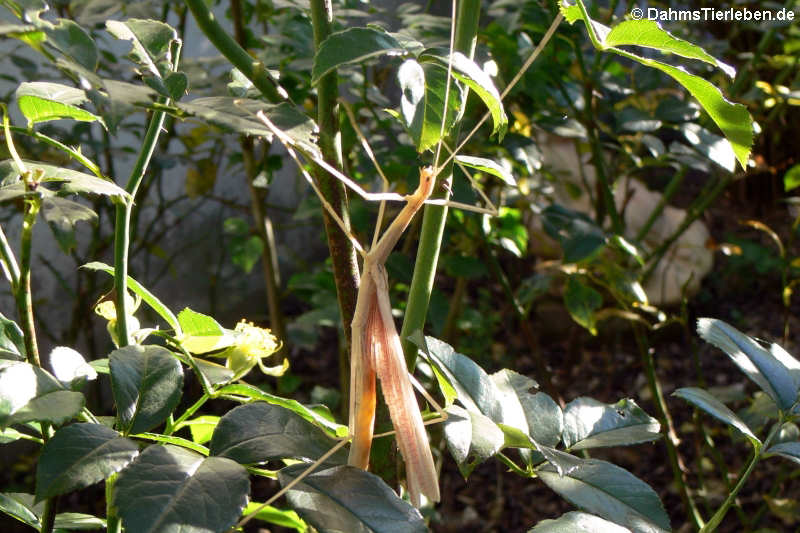 Geflügelte Stabschrecke (Sipyloidea sipylus)