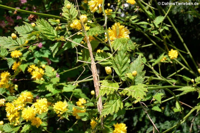 Sipyloidea sipylus