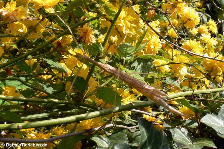 Sipyloidea sipylus