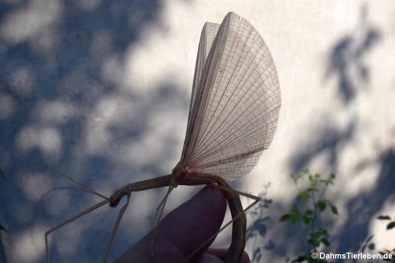 Geflügelte Stabschrecke (Sipyloidea sipylus)