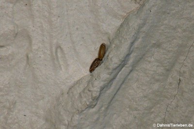 Eier der Geflügelten Stabschrecke (Sipyloidea sipylus)