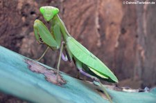 Ghana-Gottesanbeterin (Sphodromantis lineola), aufgenommen bei DahmsTierleben