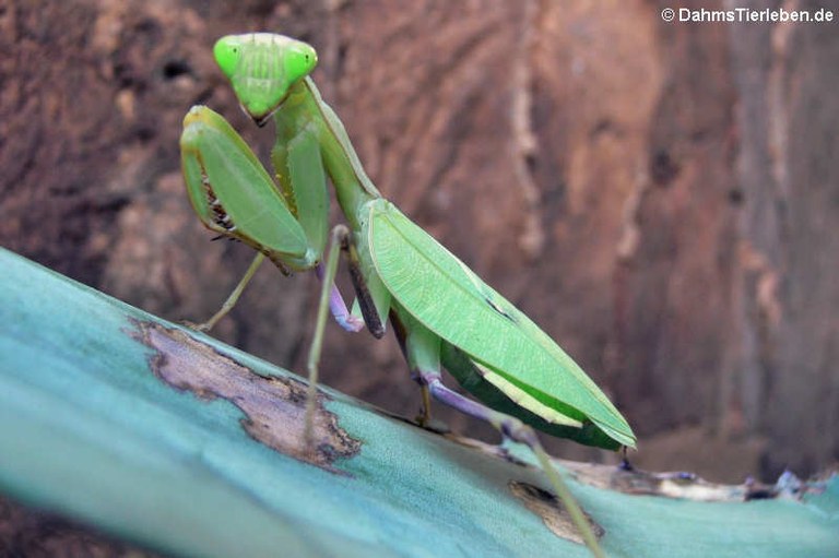 Sphodromantis lineola