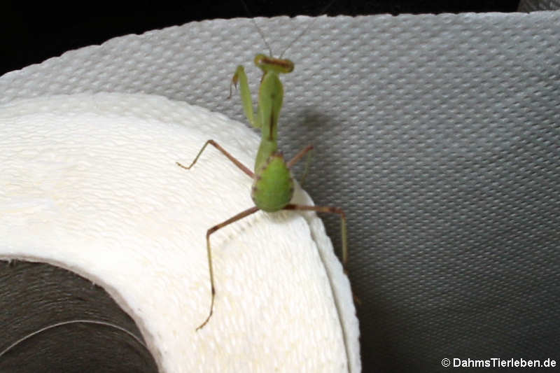 Sphodromantis lineola