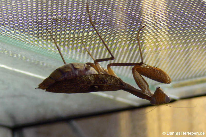 Ghana-Gottesanbeterinnen (Sphodromantis lineola)