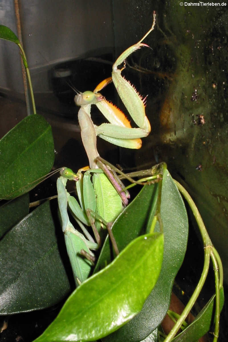 Sphodromantis lineola