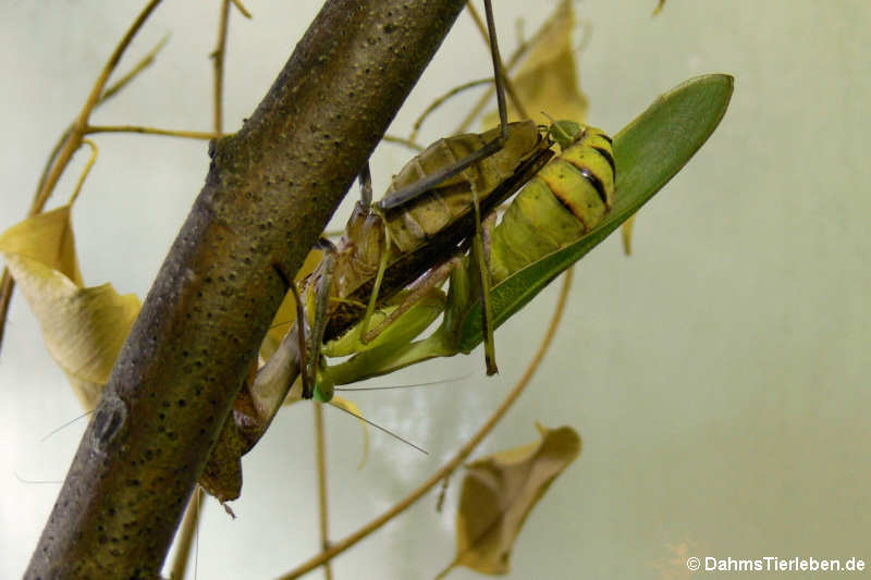 Sphodromantis lineola