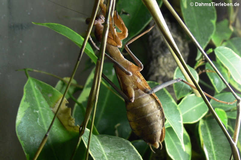 Sphodromantis lineola