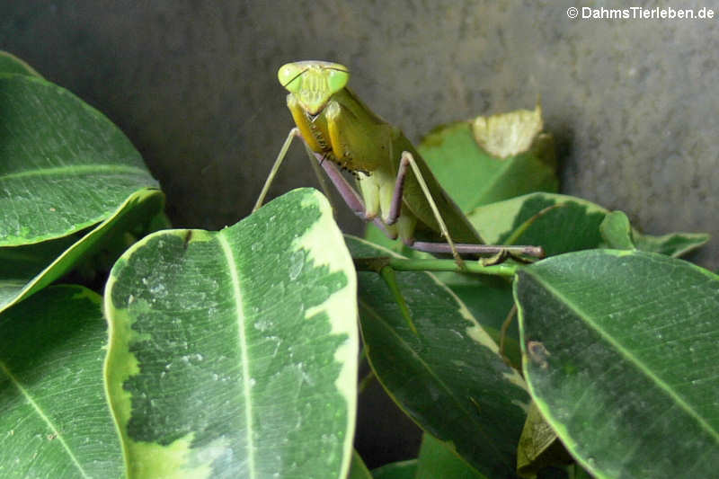 Ghana-Gottesanbeterinnen (Sphodromantis lineola)