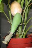 Ghana-Gottesanbeterin (Sphodromantis lineola), aufgenommen bei DahmsTierleben