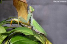 Ghana-Gottesanbeterin (Sphodromantis lineola), aufgenommen bei DahmsTierleben