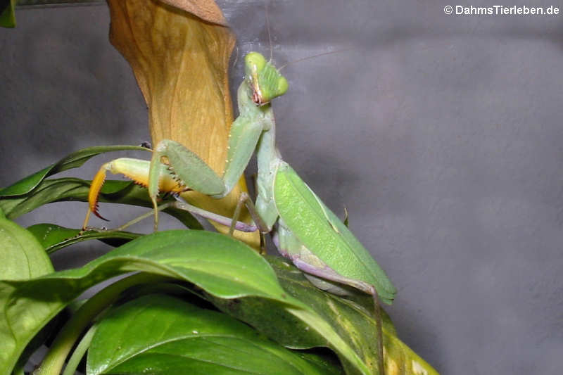 Ghana-Gottesanbeterinnen (Sphodromantis lineola)