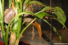 Ghana-Gottesanbeterin (Sphodromantis lineola), aufgenommen bei DahmsTierleben