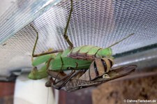 Ghana-Gottesanbeterin (Sphodromantis lineola), aufgenommen bei DahmsTierleben