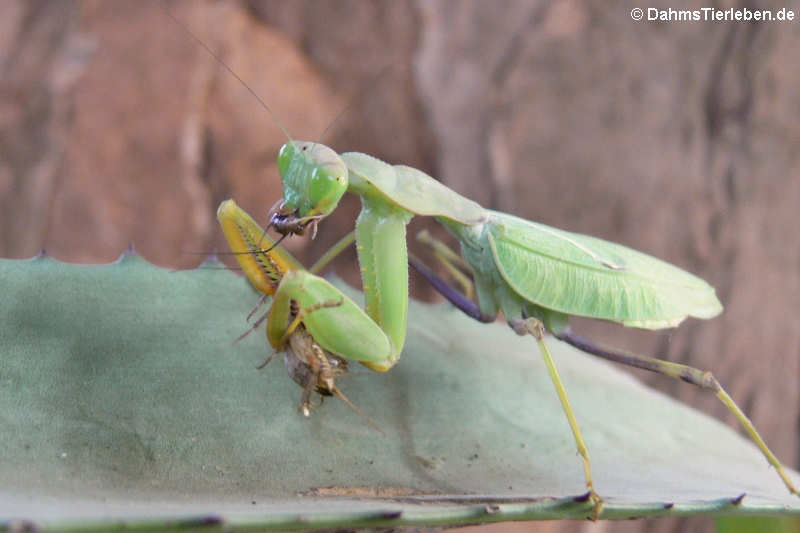 Ghana-Gottesanbeterinnen (Sphodromantis lineola)