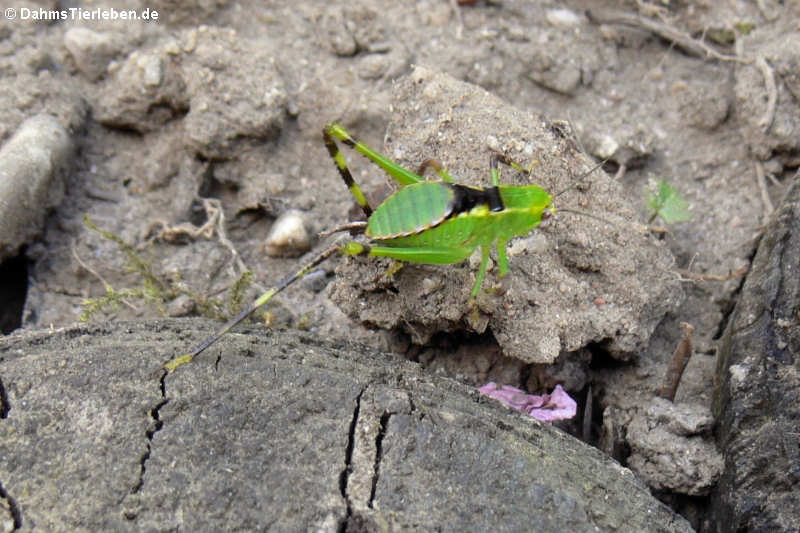 Stilpnochlora couloniana (Jungtier)