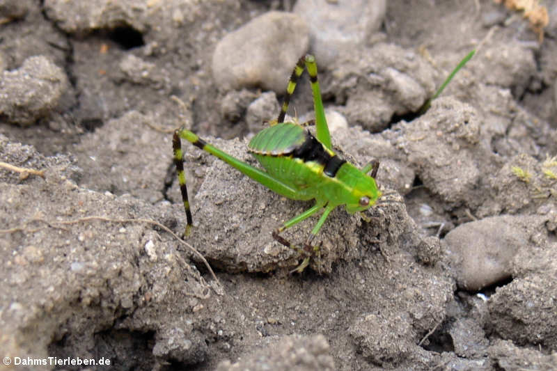 Stilpnochlora couloniana (Jungtier)