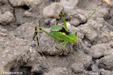 Junge Riesen-Blattschrecke (Stilpnochlora couloniana) bei DahmsTierleben