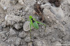 Junge Riesen-Blattschrecke (Stilpnochlora couloniana) bei DahmsTierleben