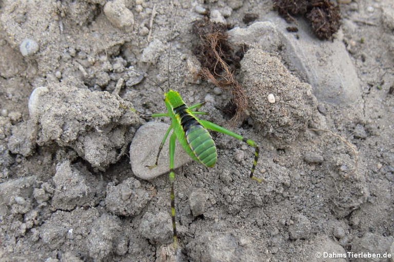 Stilpnochlora couloniana