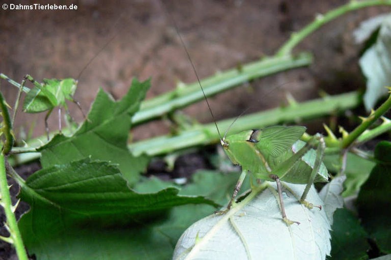 Stilpnochlora couloniana