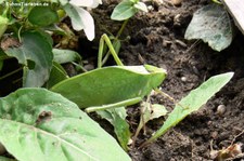 Riesen-Blattschrecke (Stilpnochlora couloniana) bei DahmsTierleben