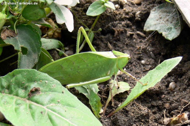 Stilpnochlora couloniana