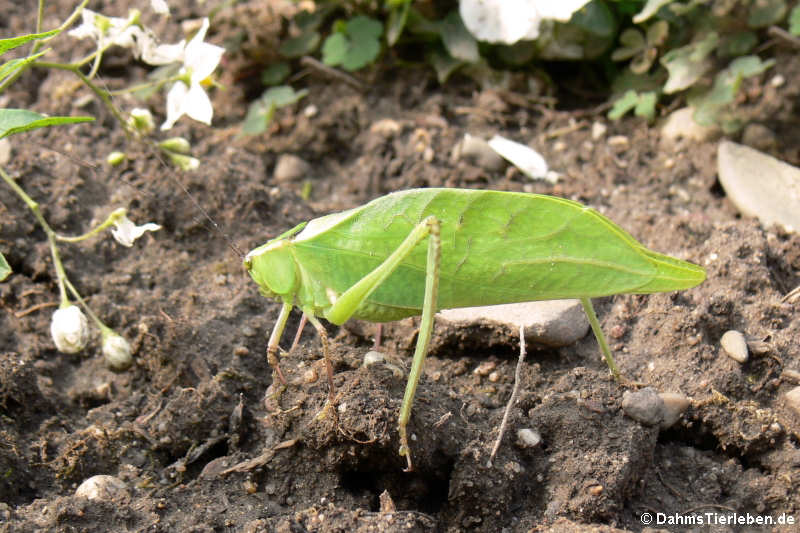 Stilpnochlora couloniana