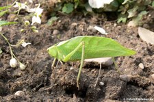 Riesen-Blattschrecke (Stilpnochlora couloniana) bei DahmsTierleben