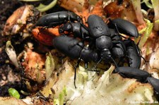 Große Schwarzkäfer (Zophobas atratus), aufgenommen bei DahmsTierleben