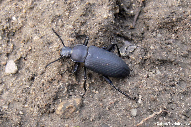 Großer Schwarzkäfer (Zophobas atratus)