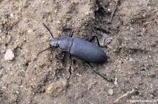 Großer Schwarzkäfer (Zophobas atratus), aufgenommen bei DahmsTierleben