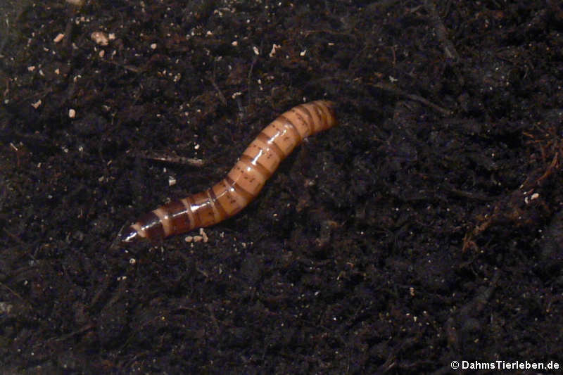 Larve des Großen Schwarzkäfers (Zophobas atratus)